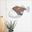 Picture of Layered fish wall art anglar