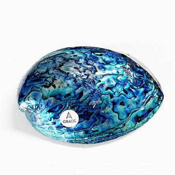 Picture of Polished paua shell