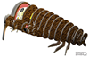 Picture of Eugy brown kiwi