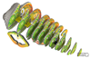 Picture of Eugy chameleon