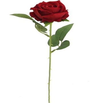Picture of Single red rose