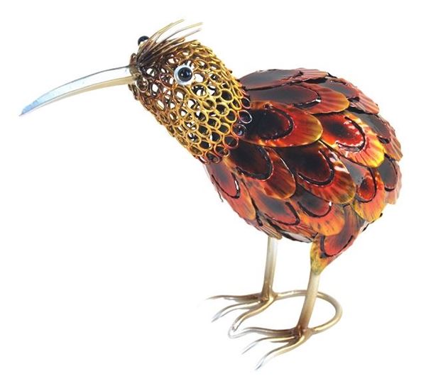 Picture of Baby ringed kiwi